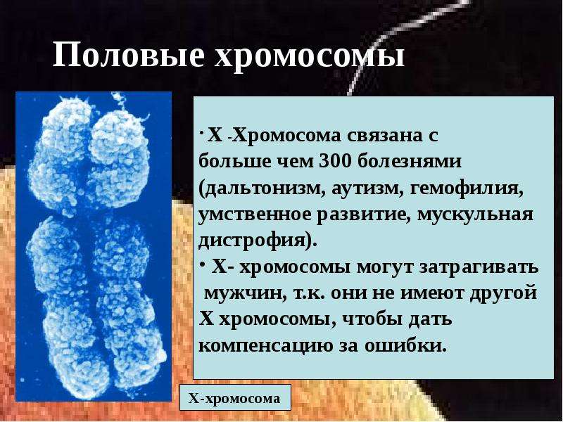 Половые хромосомы фото