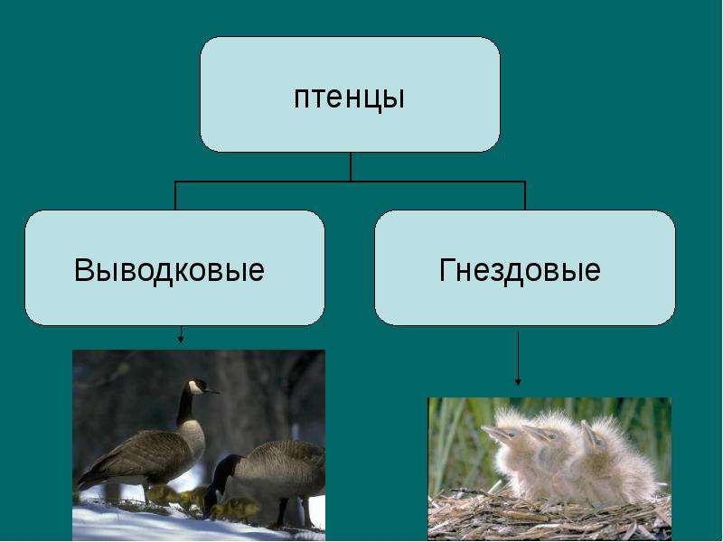 Используя рисунок 164 найдите черты отличия выводковых и гнездовых птиц