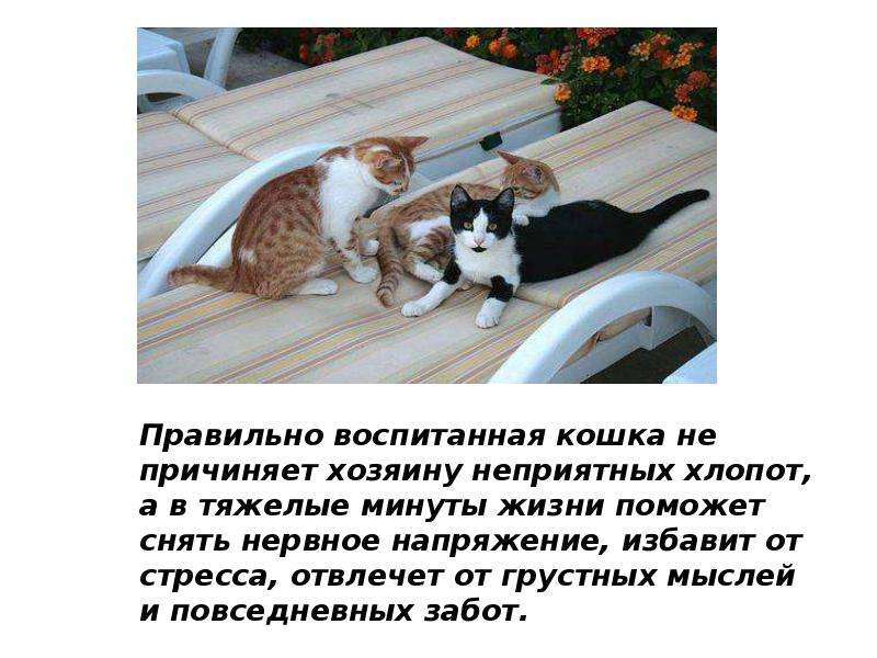 2 кошки правильно. Воспитанная кошка. Воспитание кошки. Кошку воспитывает хозяин. Презентация котят на продажу.