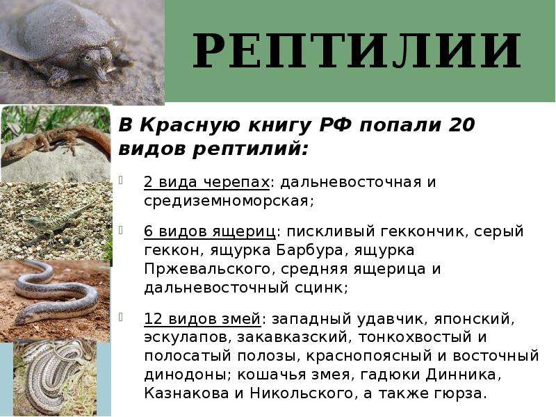 рептилии В Красную книгу РФ попали 20 видов рептилий: 2 вида черепах: дальневосточная и средиземномо
