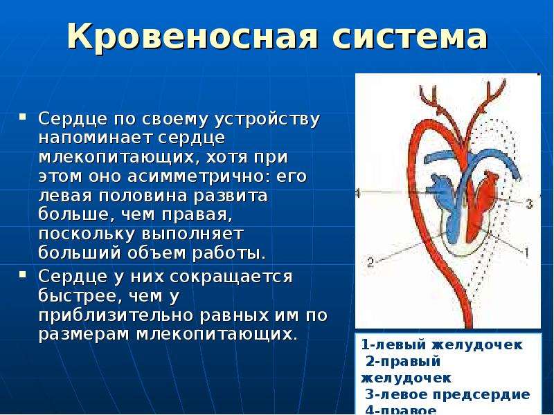 Кровеносная система сердца. Кровеносная система пингвинов. Отделы сердца млекопитающих. Дыхательная система пингвинов.