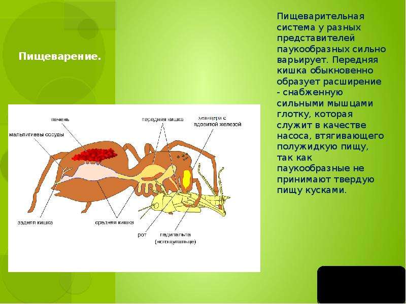 Пищеварительная система паукообразных. Пищ система паукообразных. Органы пищеварительной системы паукообразных. Мышцы паукообразных. Класс паукообразные пищеварение.