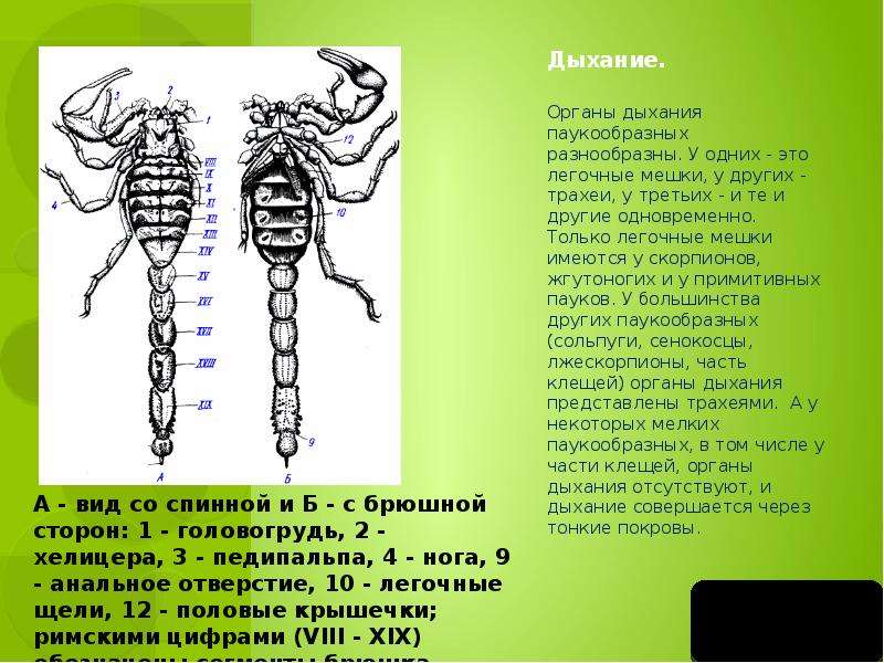 Скорпион схема строения