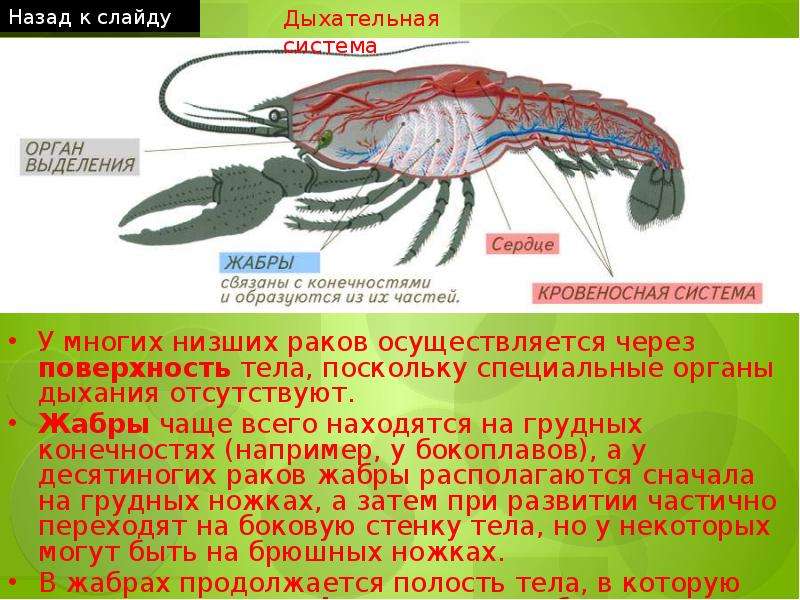 Презентация 7 класс тип членистоногие