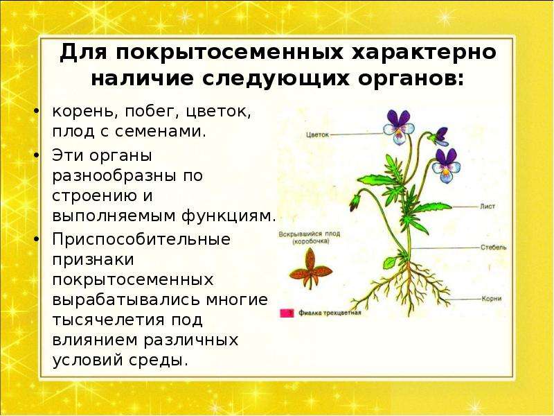 Покрытосеменные или цветковые растения 5 класс презентация