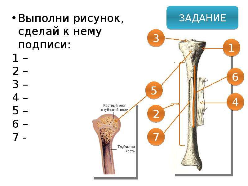 Какой состав костей. Состав и строение кости. Трубчатые кости животных. Трубчатая кость часть скелета. Кость состав.