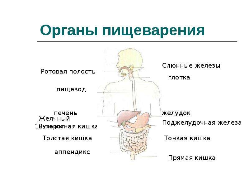 Органы пищеварения и выделения 3 класс презентация