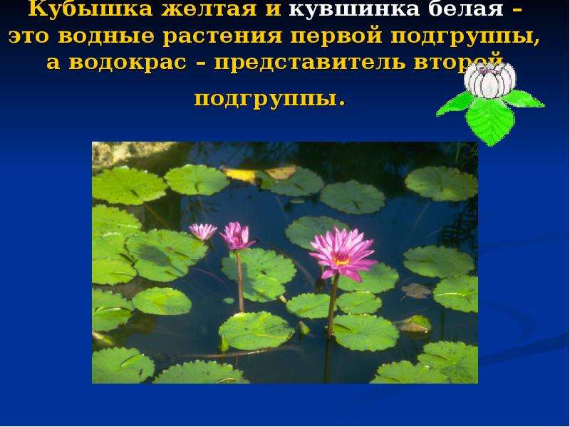 Природное сообщество озеро. Водные растения презентация. Водокрас. Кубышка это гидрофит. Сообщество растений подгруппы.