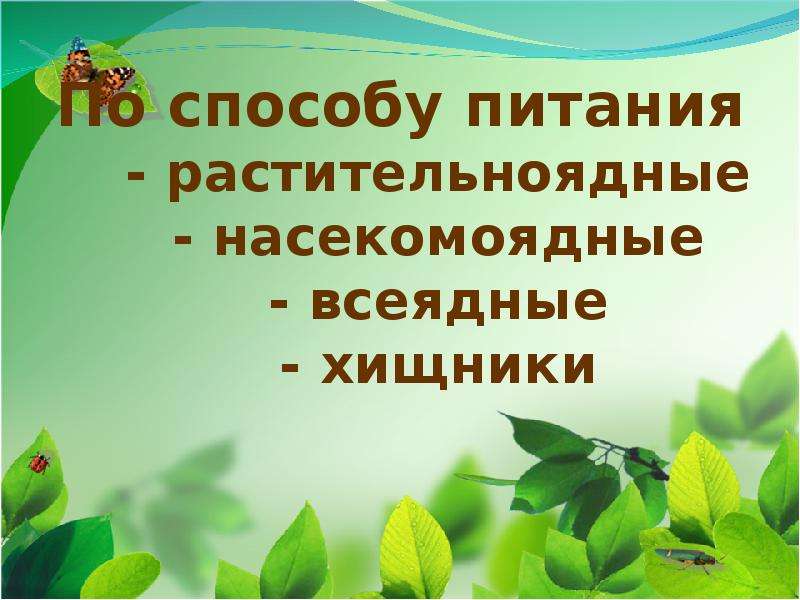 Мир животных презентация 1 класс. Звери млекопитающие 1 класс школа 21 века презентация. Презентация 1 класс окружающий мир млекопитающие. Млекопитающие окружающий мир 1 класс школа 21 века. Способы питания Насекомоядные.