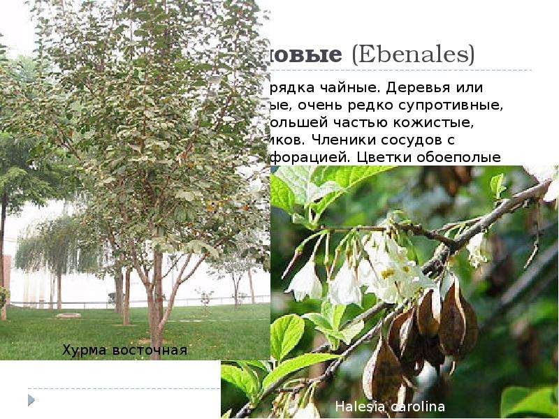 Порядок 10. Эбеновые (Ebenales) Происходит, вероятно, от порядка чайные. Деревья или кустарники. Лис