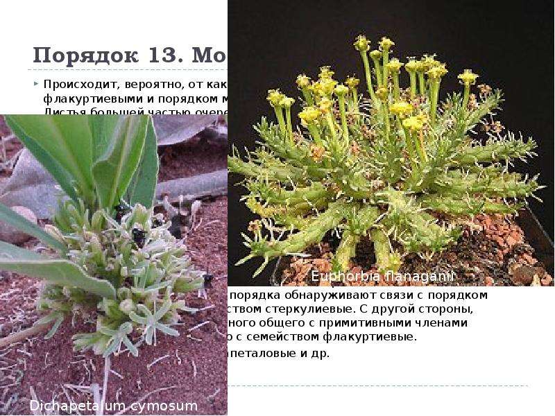 Порядок 13. Молочайные (Euphorbiales) Происходит, вероятно, от какой-то древней группы, промежуточно
