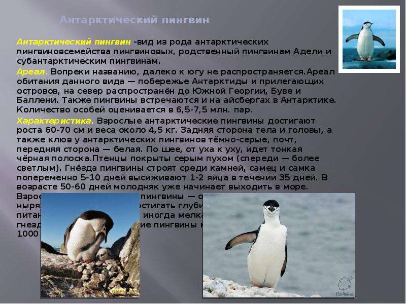 Значение пингвинов в природе