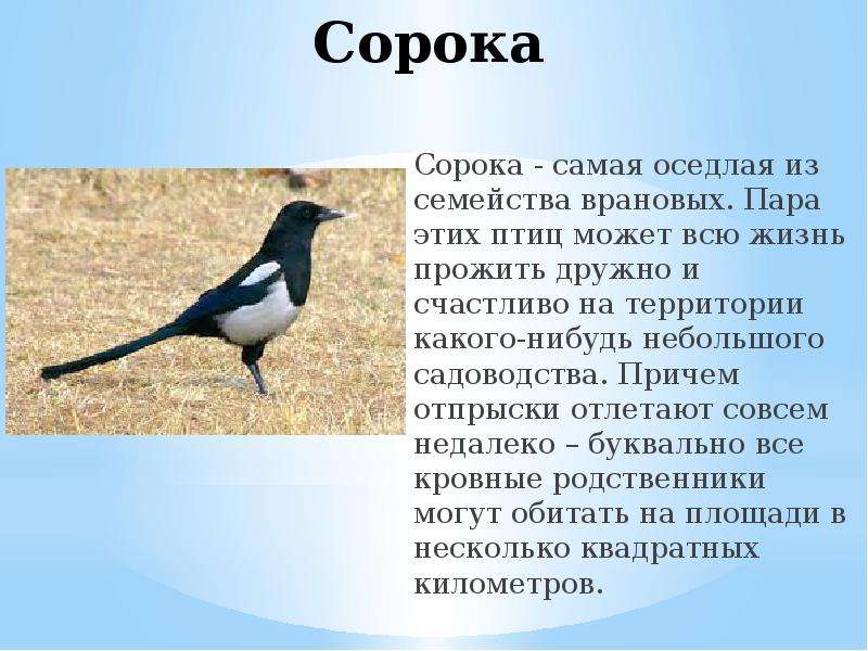 Презентация сорока для детей