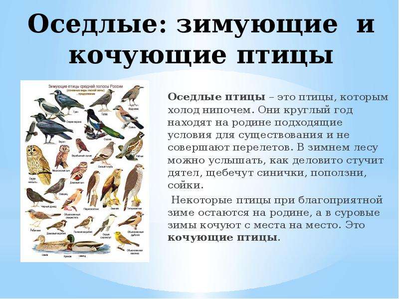 Рыбы и птицы особенности. Оседлые птицы. Кочующие птицы. Что такое осёдлый образ жизни у птиц. Оседлые зимующие птицы.