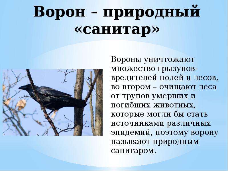 Почему лес называют санитаром. Санитары природы. Ворон санитар. Животные санитары природы. Природные санитары леса.