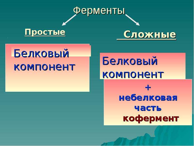 Презентация по ферментам 10 класс