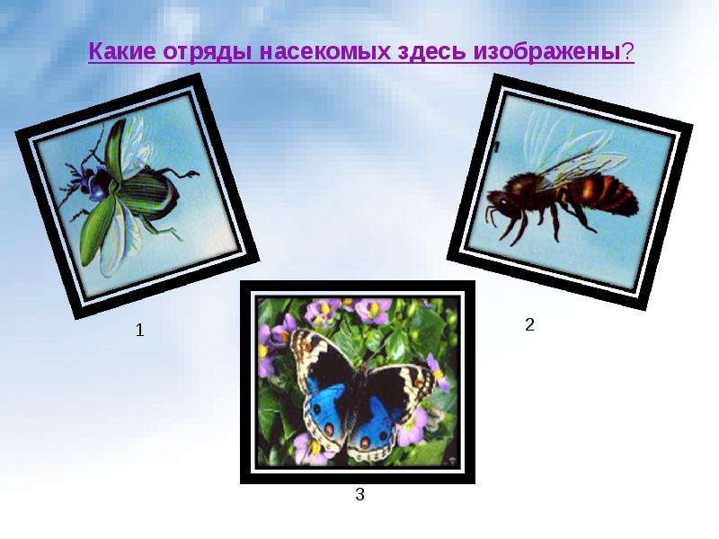 Какое насекомое здесь лишнее. Сколько здесь всего насекомых. Какой орган насекомого здесь изображён. Презентация про насекомых Елены Кузнецовой видео.