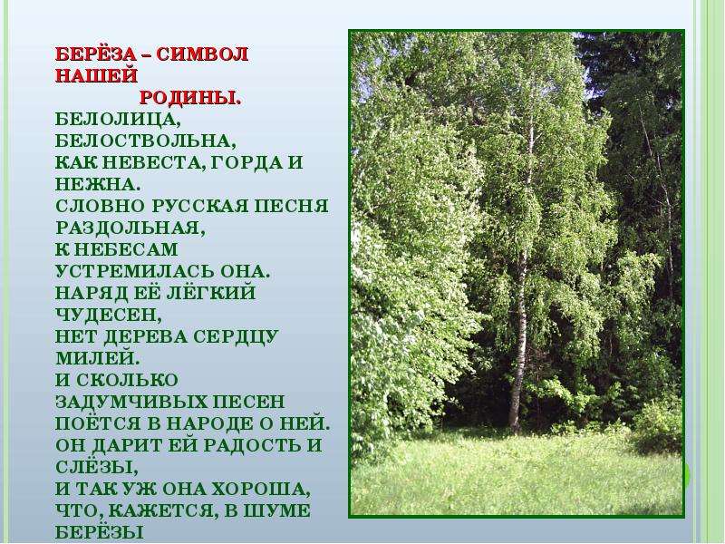 Береза произведение. Береза символ нашей Родины. Описание русской березы. Берёза символ России сочинение. Сичинение берёза - символ России..