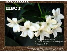 Белый цвет
