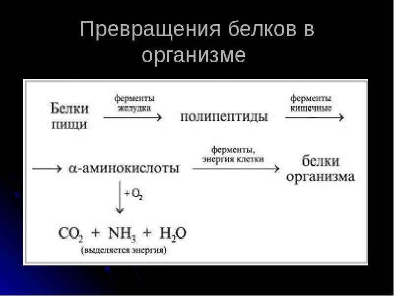 Схема превращения белков в организме