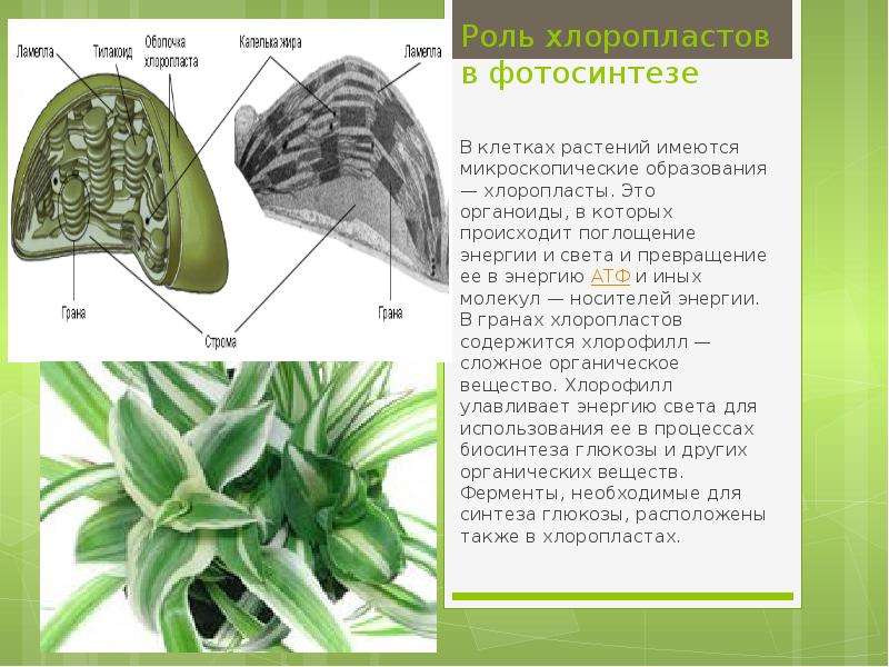 Дыхание растений обмен веществ у растений 6 класс презентация