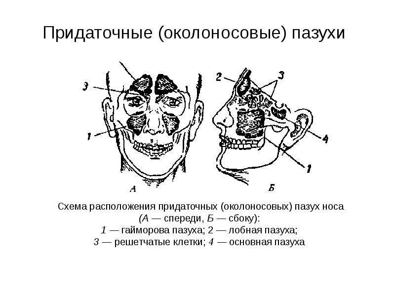 Околоносовые пазухи картинка