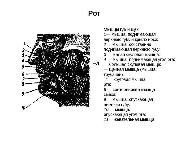 Мышцы рта. Мышца поднимающая верхнюю губу анатомия. Мышца поднимающая верхнюю губу и крыло носа анатомия. Мышца поднимающая угол рта и крыло носа.