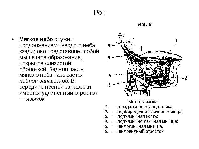 Презентация анатомия и физиология органов речи