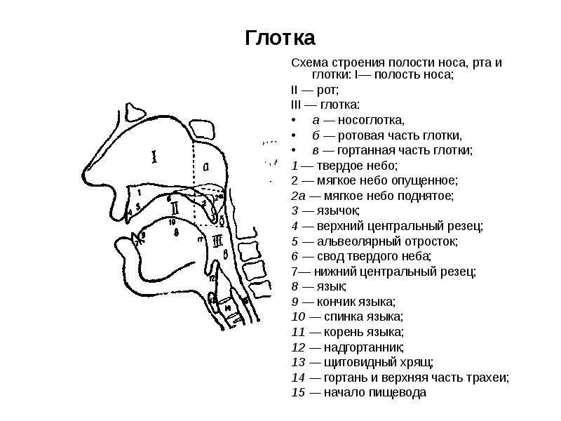 Ротовая полость глотки. Ротовая полость анатомия вид сбоку. Строение носоглотки сбоку. Ротовая полость вид сбоку схематическое изображение. Схема строения носоглотки.