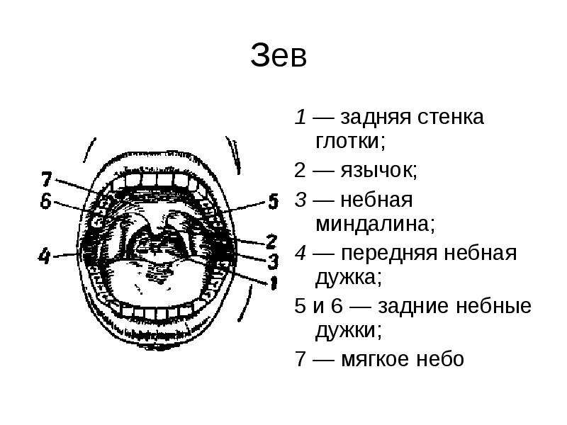 Презентация анатомия и физиология органов речи