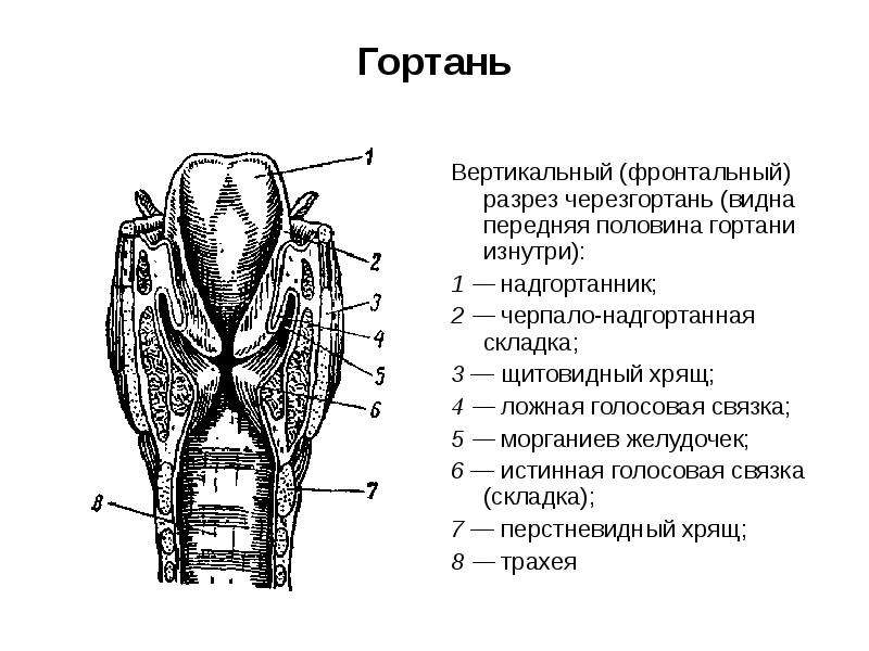 Презентация анатомия и физиология органов речи