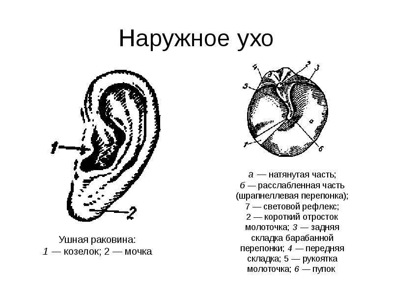 Задняя стенка уха