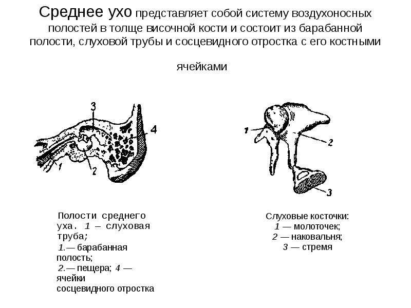 Анатомия физиология и патология органов речи. Слуховая труба среднего уха анатомия. Анатомия среднего уха и сосцевидного отростка. Сосцевидная пещера и барабанная полость. Анатомия среднего уха пещера сосцевидного отростка.