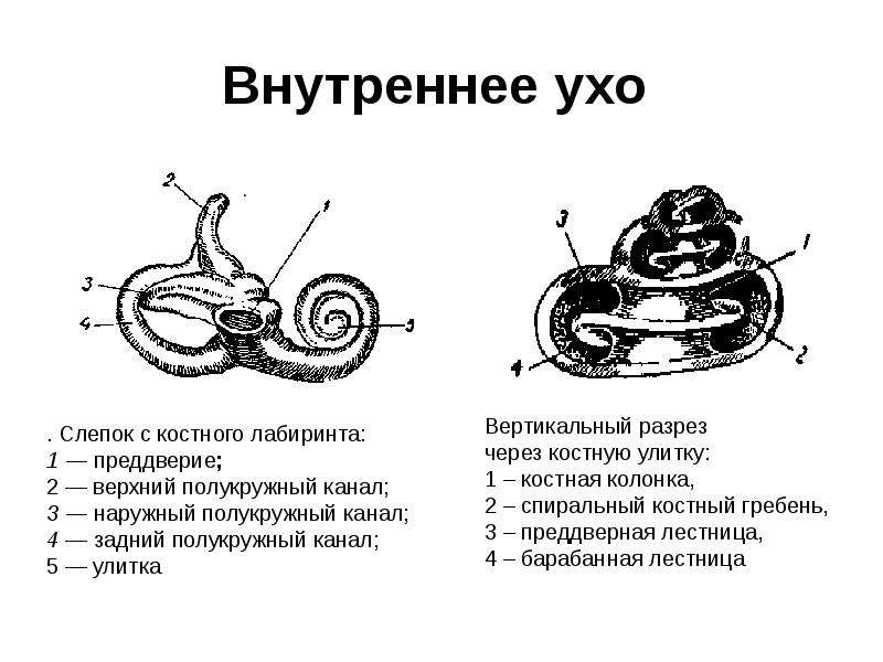 Анатомия физиология патология органов слуха. Строение улитки уха. Строение улитки внутреннего уха анатомия. Схема строения улитки уха. Схема строения улитки внутреннего уха.