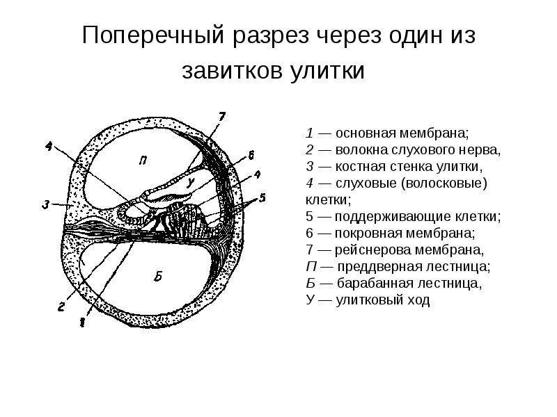 Поперечный разрез. Схема поперечного среза улитки. Схема поперечного разреза улитки. Поперечный разрез через один из завитков улитки. Схема строения улитки поперечный срез.