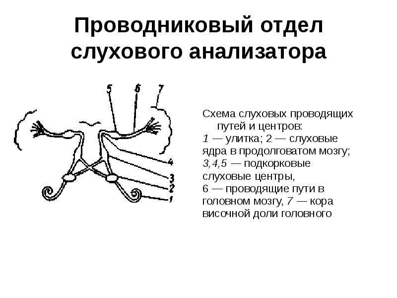 Схема слухового пути