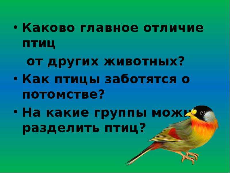 Отличие животных от других. Отличие животных и птиц. Отличие птиц от других. Чем птицы отличаются от других животных. Отличие птиц от животных.