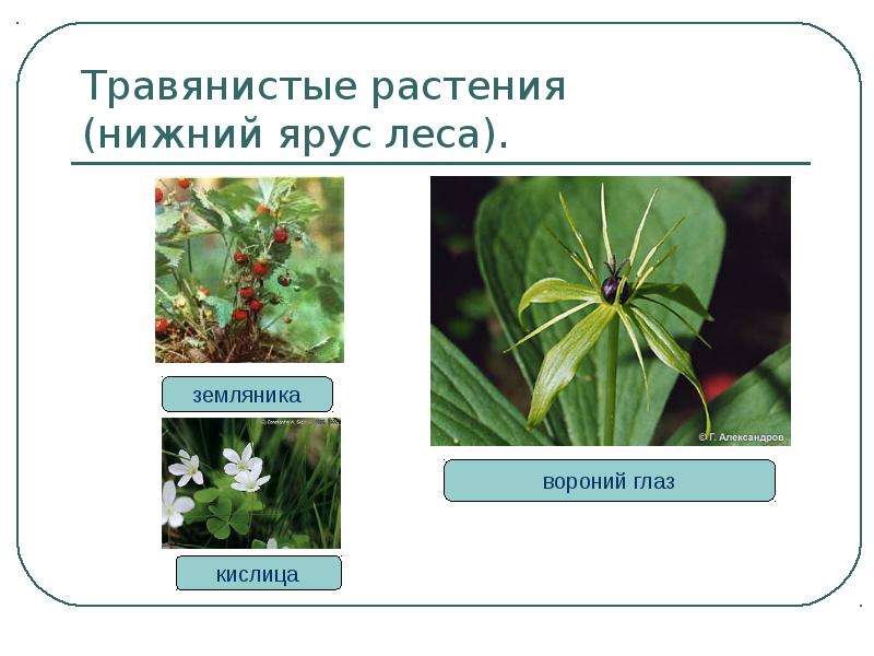 Экосистема леса презентация