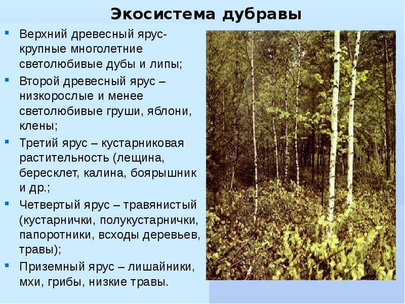Экосистема дубравы Верхний древесный ярус- крупные многолетние светолюбивые дубы и липы; Второй древ