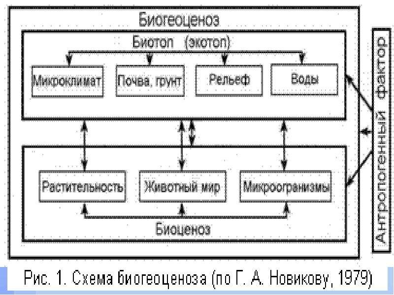 Структура экосистемы, слайд 5