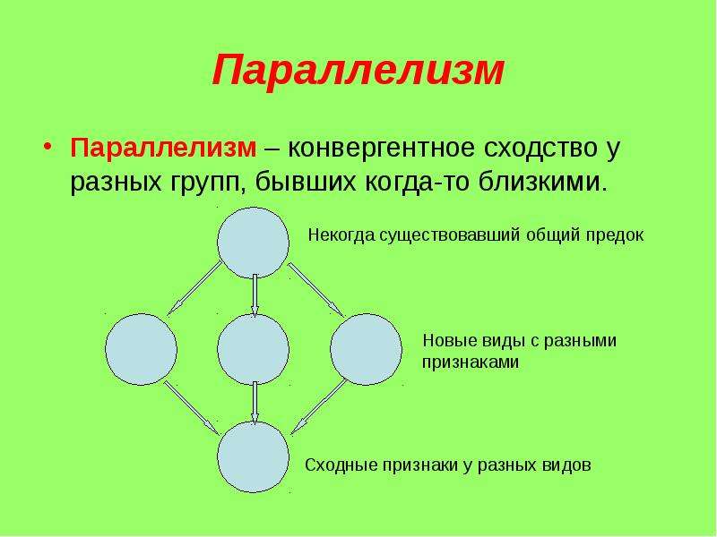 Параллелизм примеры. Параллелизм. Параллелизм примеры биология. Параллелизм в биологии. Конвергентное сходство.