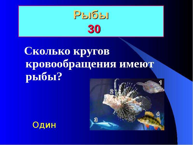 Разнообразие животных 7 класс биология. Презентация на тему рыбы 1 класс.