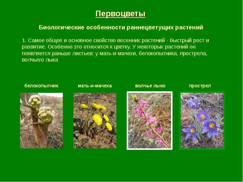 Первоцветы презентация 4 класс