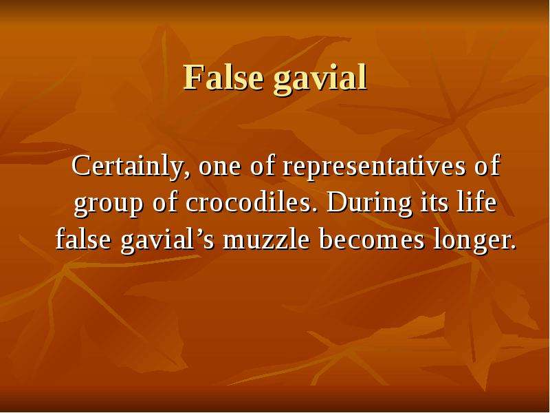 False gavial Certainly, one of representatives of group of crocodiles. During its life false gavial’