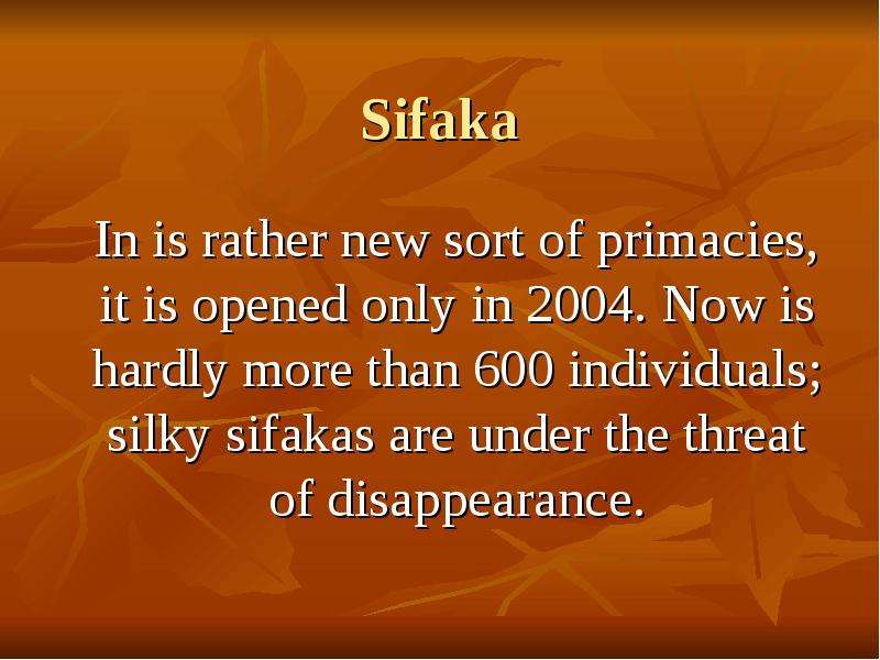 Sifaka In is rather new sort of primacies, it is opened only in 2004. Now is hardly more than 600 in