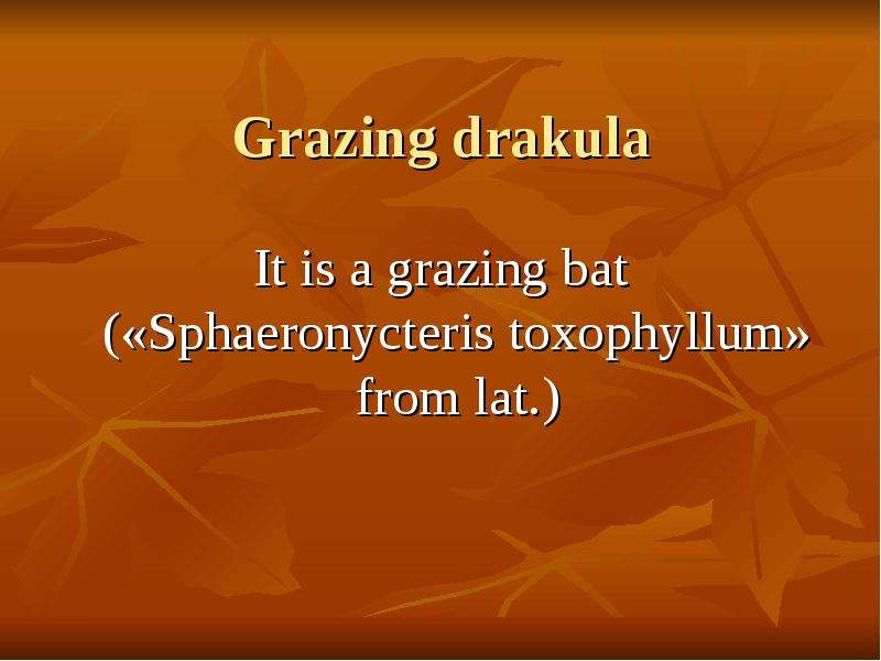 Grazing drakula It is a grazing bat («Sphaeronycteris toxophyllum» from lat. )
