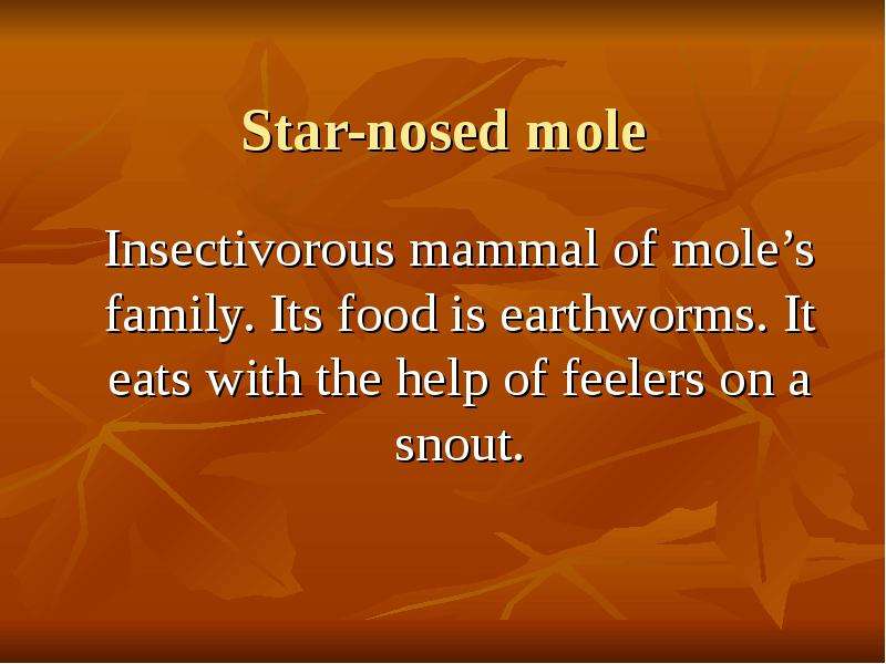 Star-nosed mole Insectivorous mammal of mole’s family. Its food is earthworms. It eats with the help