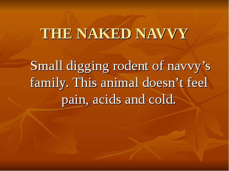 THE NAKED NAVVY Small digging rodent of navvy’s family. This animal doesn’t feel pain, acids and col