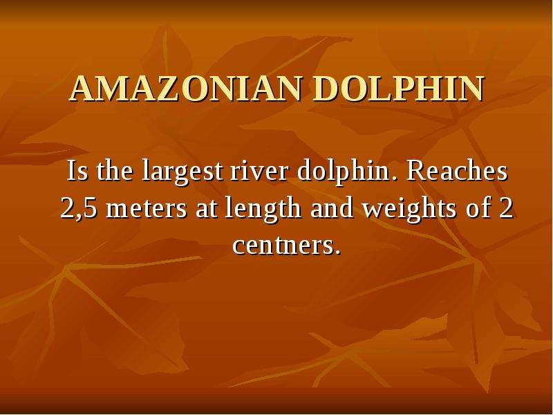 AMAZONIAN DOLPHIN Is the largest river dolphin. Reaches 2,5 meters at length and weights of 2 centne