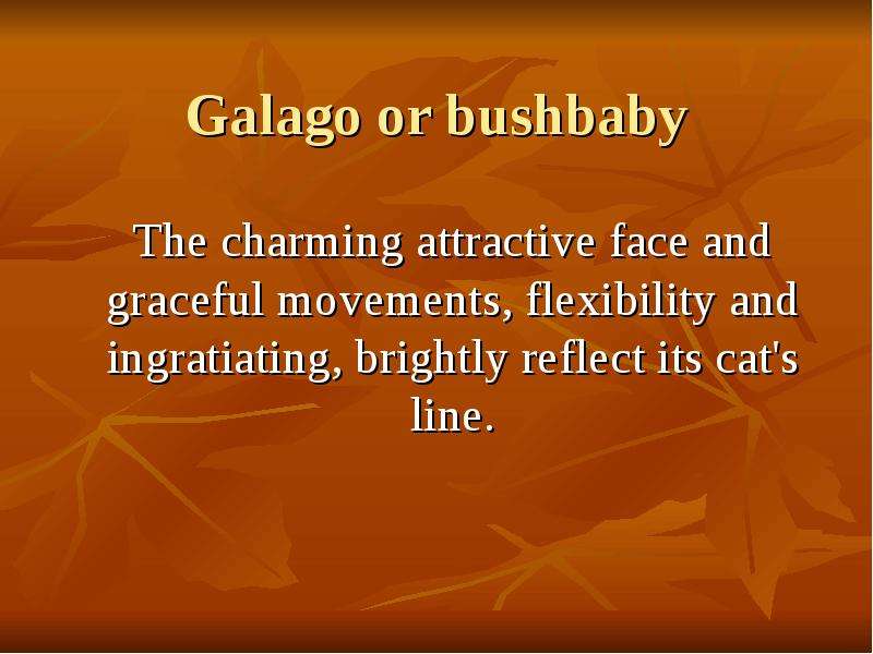 Galago or bushbaby The charming attractive face and graceful movements, flexibility and ingratiating